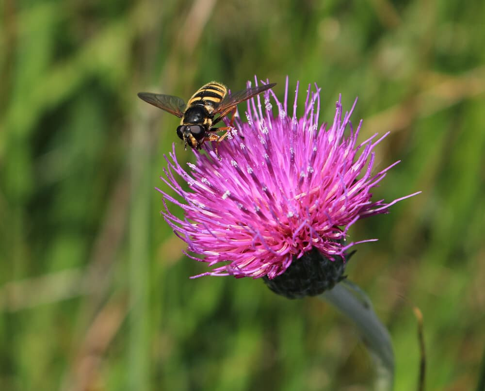 200+ Meadow Thistle Seeds for Garden Planting – USA – FREE SHIPPING!