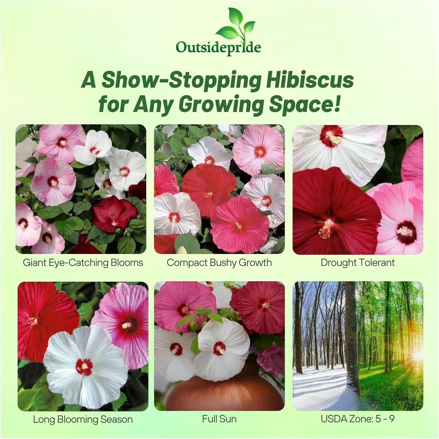 10 Seeds Hibiscus Luna Perennial Flower Seed Mix