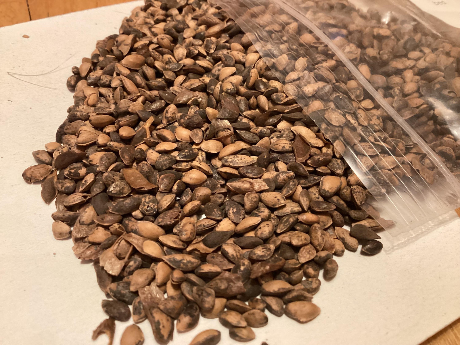 Himalayan Spruce Tree Seeds (PICEA SMITHIANA)