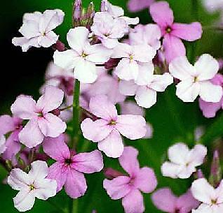 Hesperis matronalis Mix 500 seeds