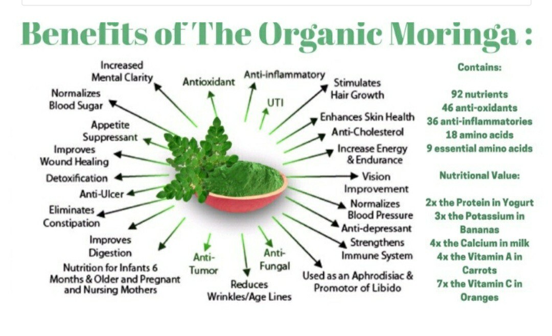 20 Moringa Oleifera Seeds Organic NON GMO For Planting Sprouting Food Superfood