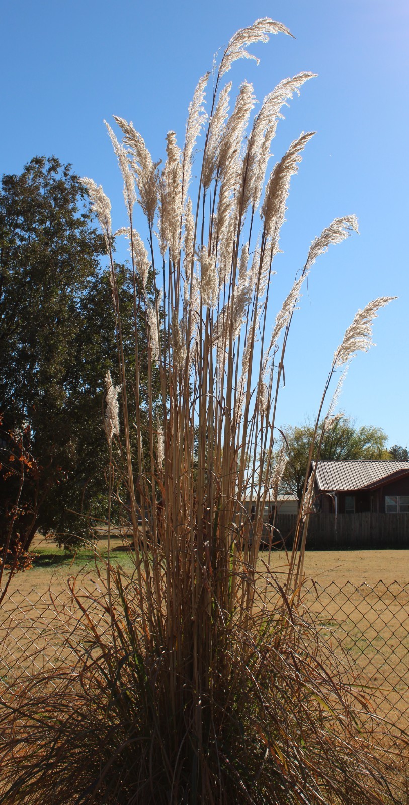 1000+ Ornamental Pampas Grass Seeds Perennial Drought Hardy Fast Growers 10 Feet