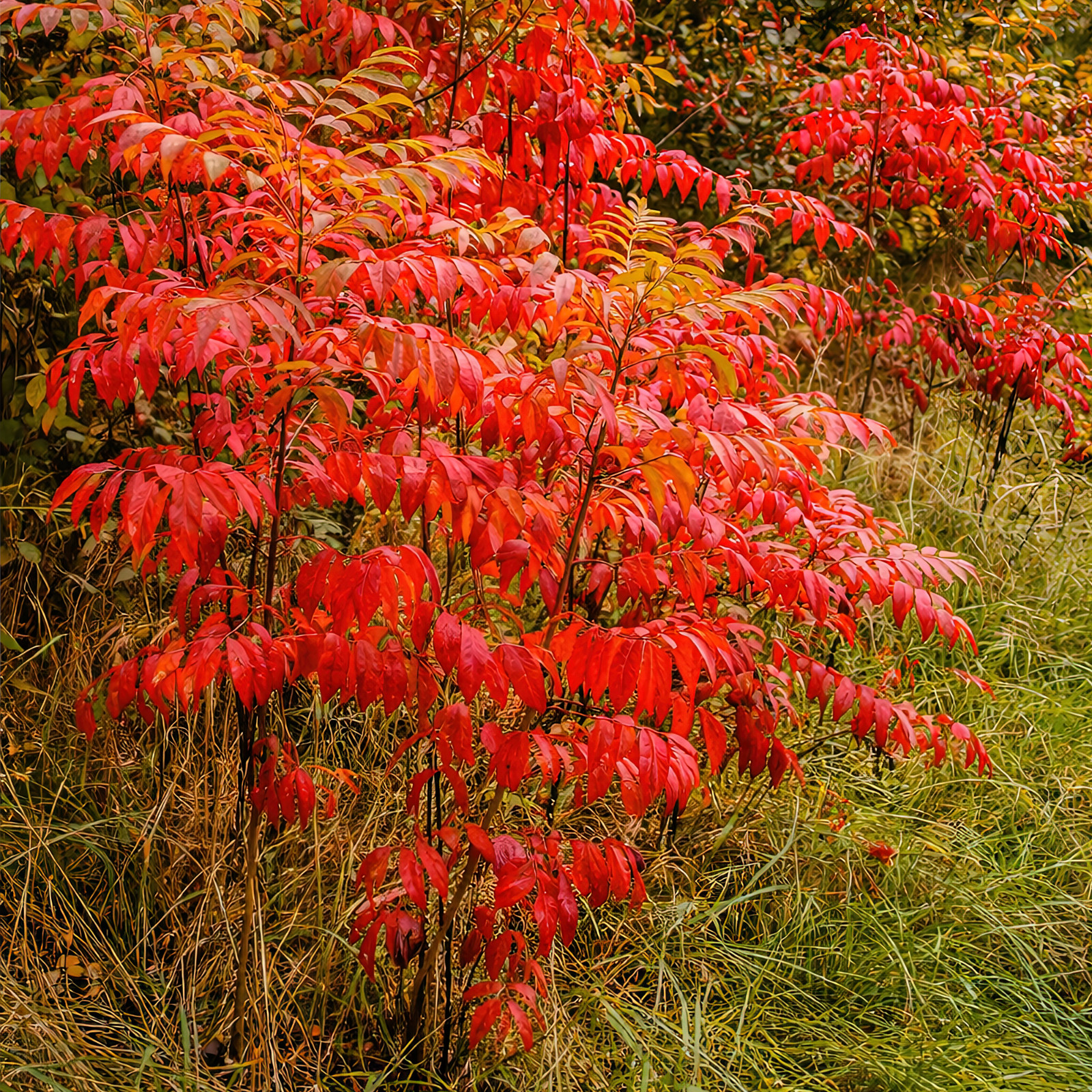 1500 Winged Sumac Tree Seeds Rhus copallinum – Fall Color & Wildlife – Zones 4-9