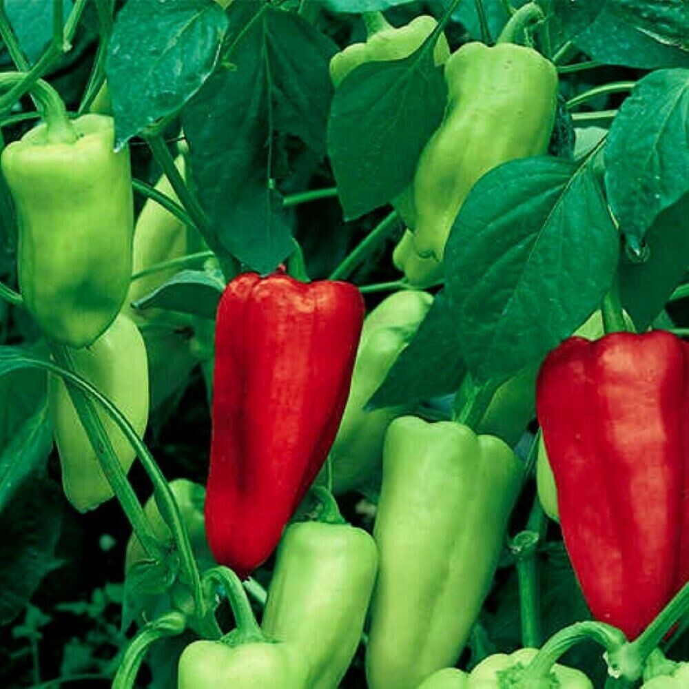 30+Sweet Pepperoncini Pepper Seeds NON GMO Heirloom Fresh Garden Seeds ORGANIC
