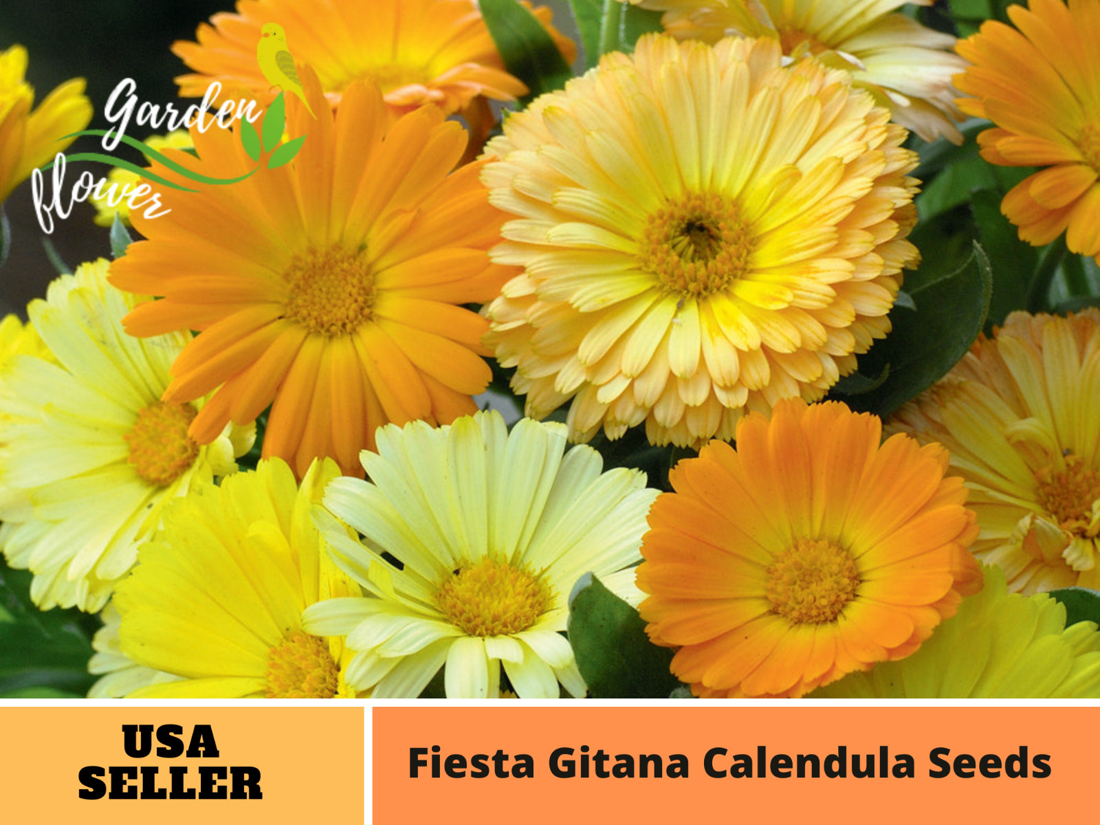 50+Seeds | Fiesta Gitana Calendula Seeds #H006