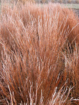 Andropogon scoparius Blaze 250 seeds
