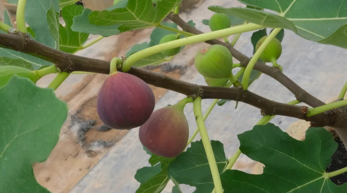 100+ Little Ruby Fig Seeds for Garden Planting – USA – FREE SHIPPING!