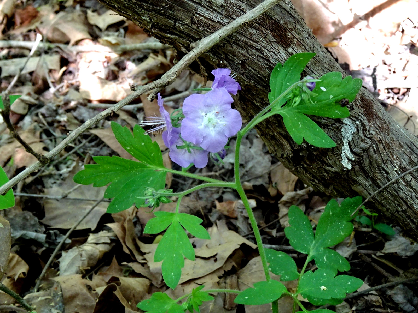 Phacelia bipinnatifida Fernleaf Phacelia Native biennial 20 seeds from 2025 RARE