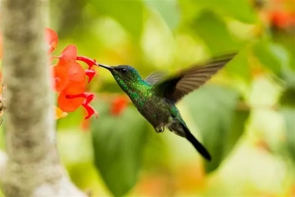 1000+ Wildflower Mix HUMMINGBIRD BUTTERFLY SEEDS – Perennials Annuals Heirloom