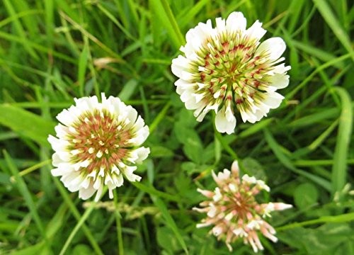 Dutch White Clover Nitro Coated Inoculated Seed By Seed Kingdom 1 Lb Seeds