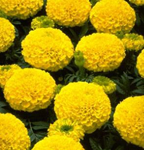 Marigold Marvel II Yellow 250 seeds