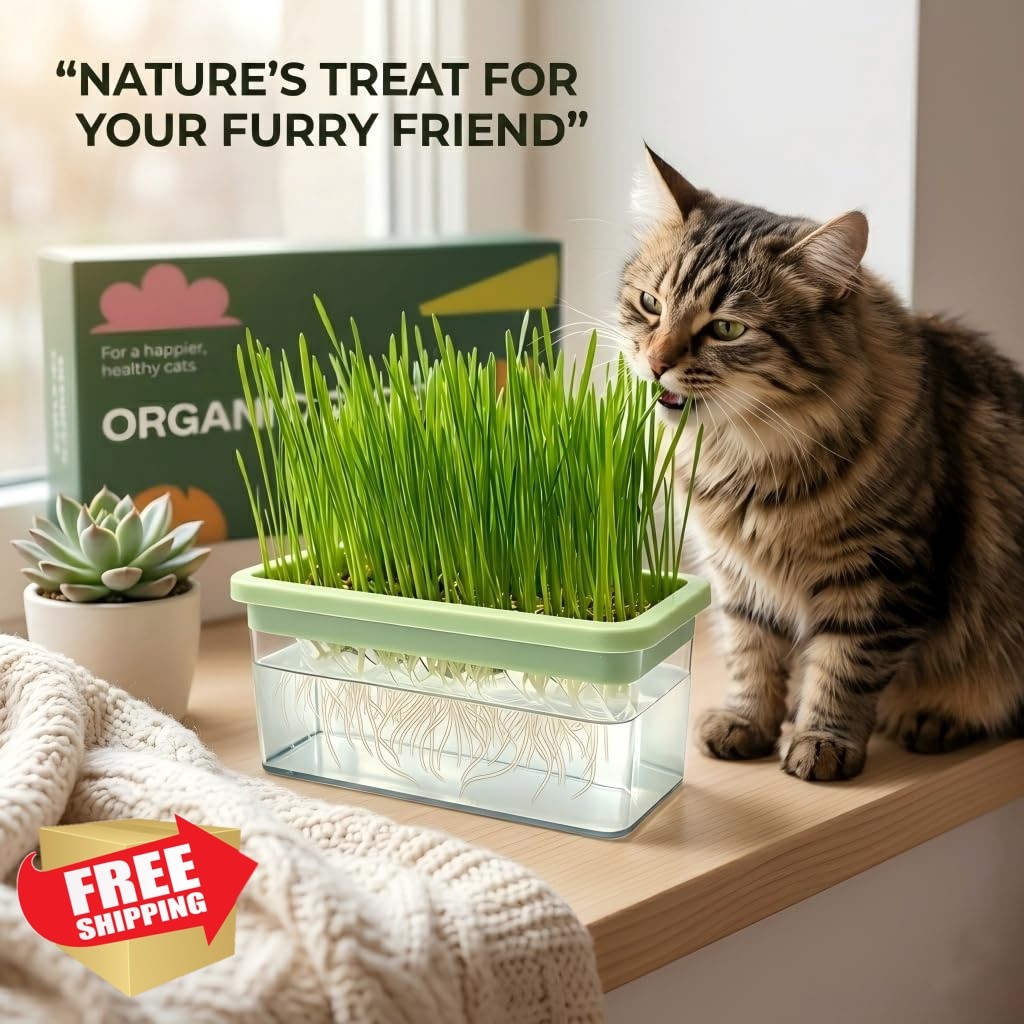 LYKOCLEAN cat grass kit 6pk seeds scissors