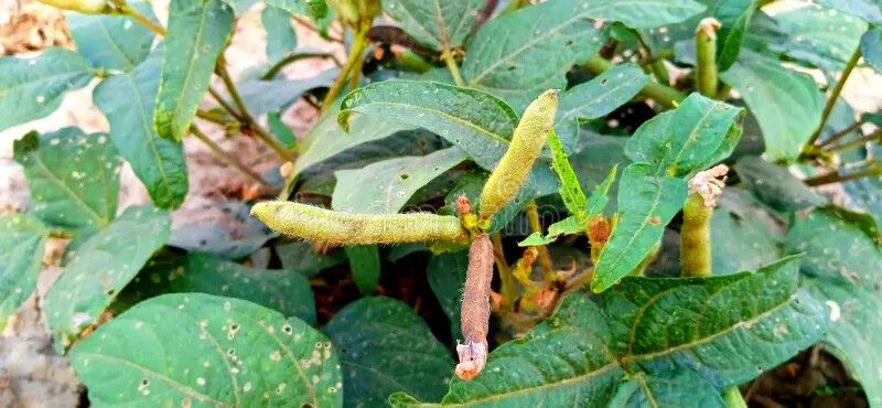 Urad Gota / White Matpe Bean seeds (1 lb) / INDIAN CUISINE / sprouting seeds