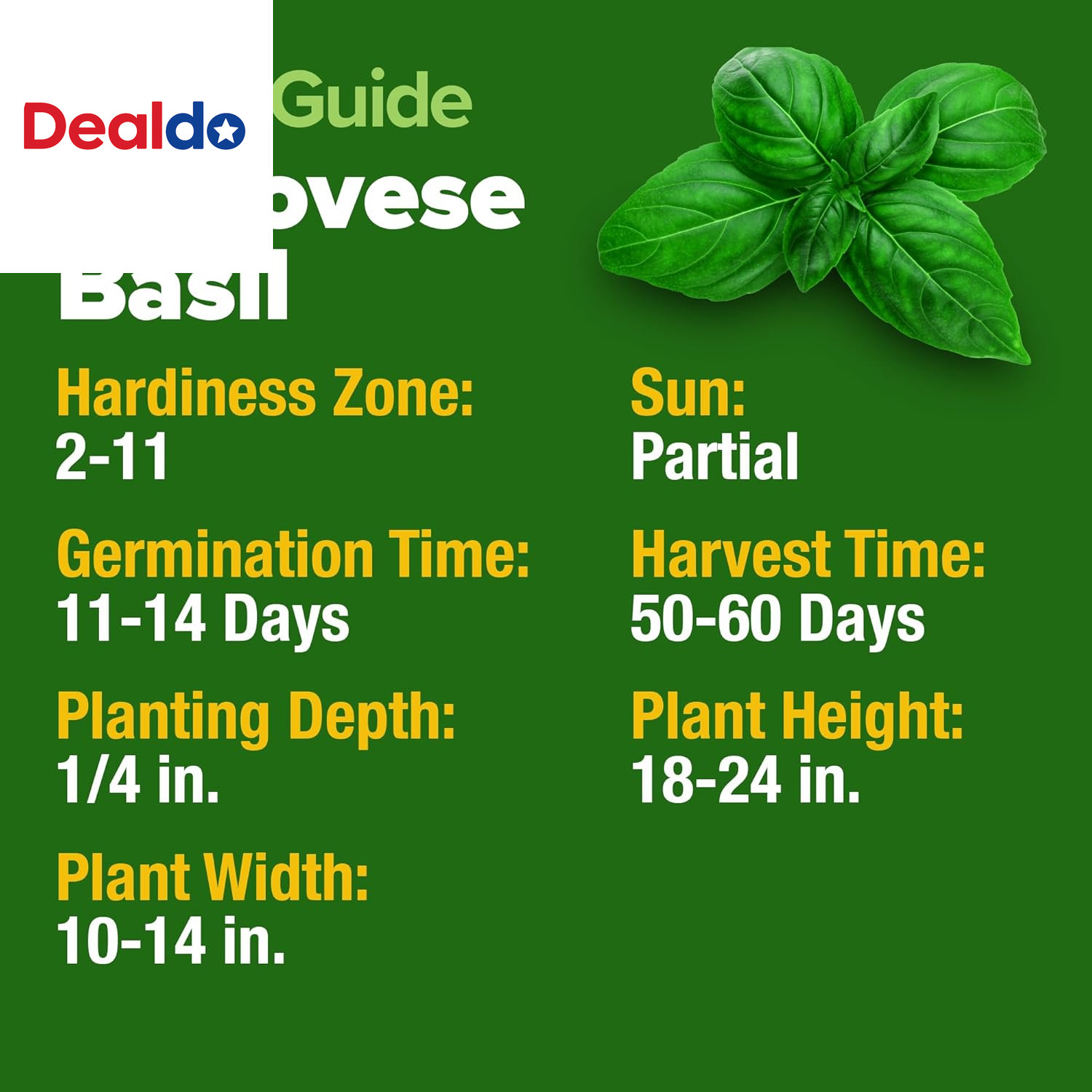 Non GMO Genovese Basil Seeds Pack 1,750+ High Germination Heirloom Seeds (Ocimum