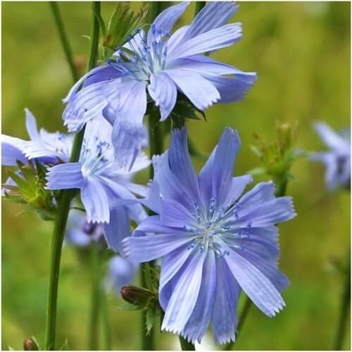 3 – Chicory Seeds For Planting / Italian Dandelion Cichorium intybus – 500 Seeds
