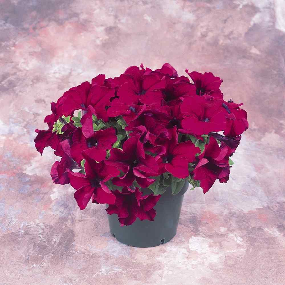 250 Seeds Petunia Grandiflora Seed – Burgundy Petunia Flower Seeds