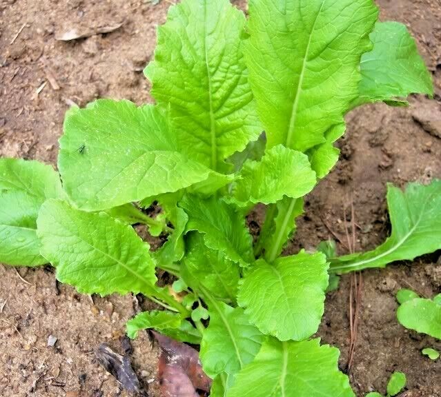 1001+SEVEN TOP TURNIP Seeds Organic Native Vegetable Garden Container Greens