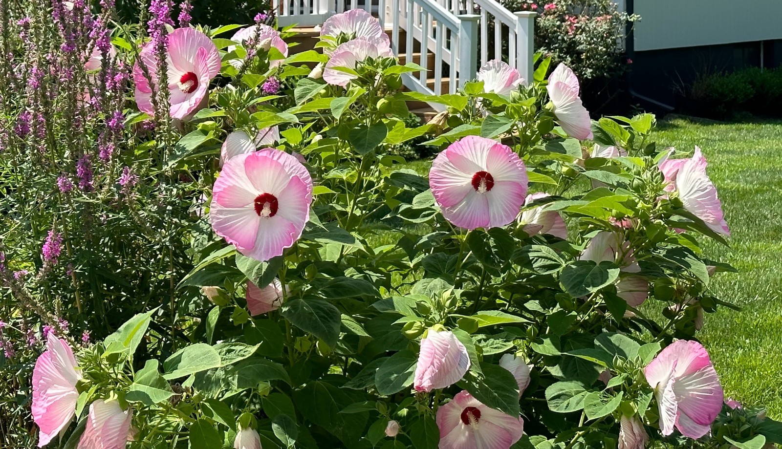 30 Hibiscus Seeds Luna Pink Swirl HARDY HIBISCUS (Perennial Seeds)