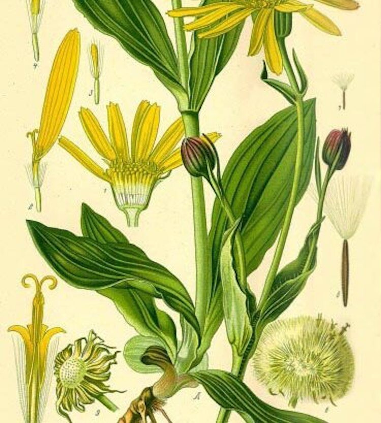 Arnica Bruisewort Organic Medicinal Herb Mountain Arnica montana – 30 Seeds