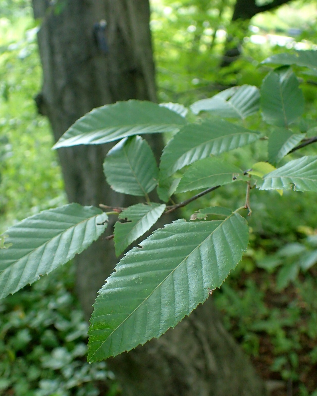American Hornbeam, Ironwood (Carpinus caroliniana), 20 seeds