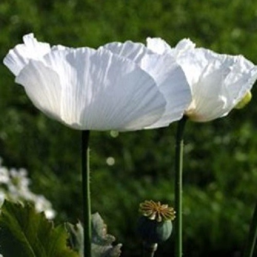 750+ Rare Peshawar White Pakistani Poppy Seeds Giant, Elegant Pure White Blooms