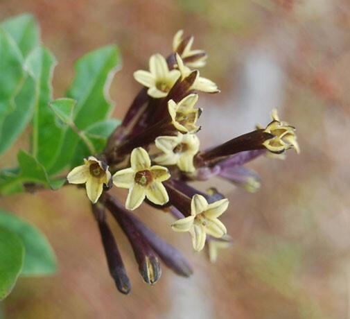 Cestrum buxifolium Black Beauty | 10_Seeds