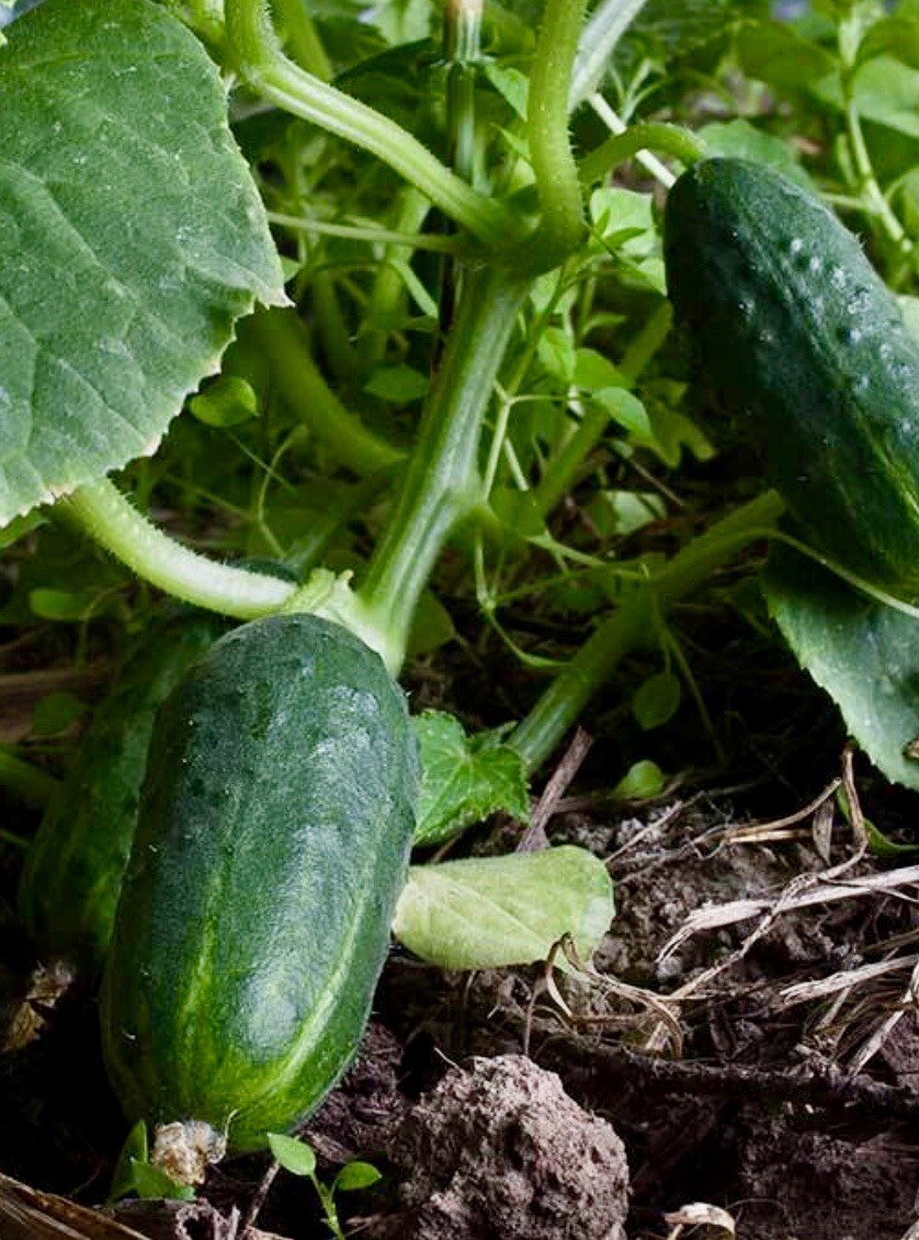 Spacemaster 80 Cucumber Seeds