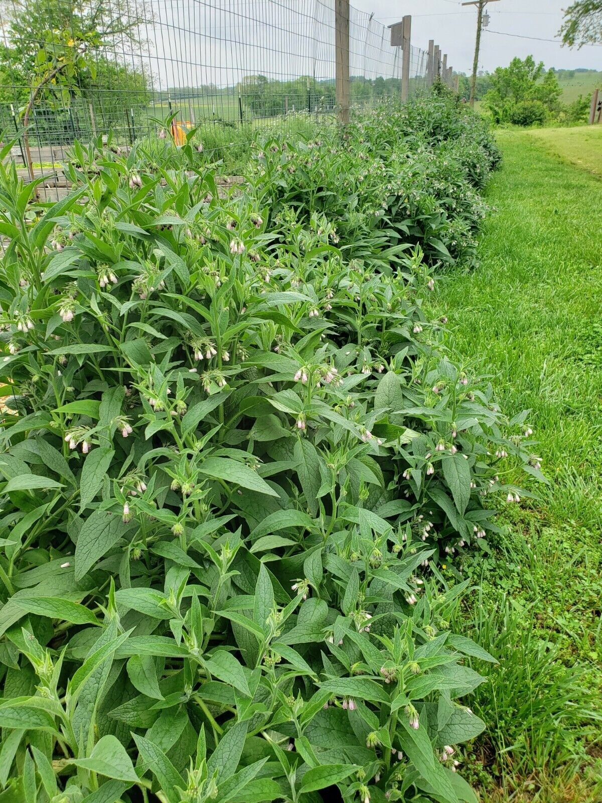 1 organic COMFREY Bocking 14 plant [not just roots] Healthy & Healing Herb