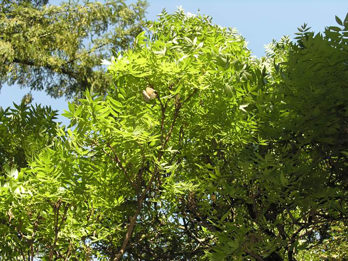 Yellowhorn Xanthoceras sorbifolium, Tree Seeds (Showy Flower, Fall Color, Hardy)