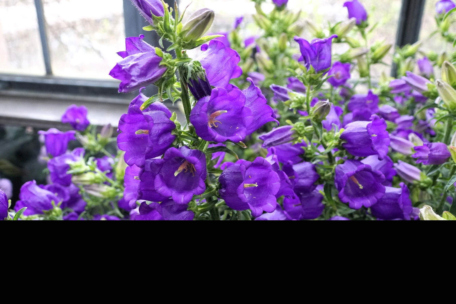 200 BLUE CANTERBURY BELLS – CAMPANULA Medium Flower Seeds *Comb S/H