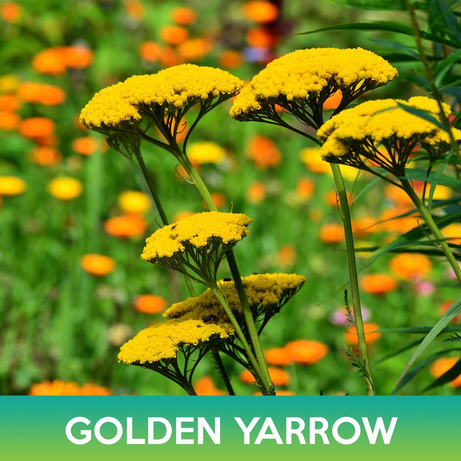 Golden Yarrow Seeds, Achillea filipendulina
