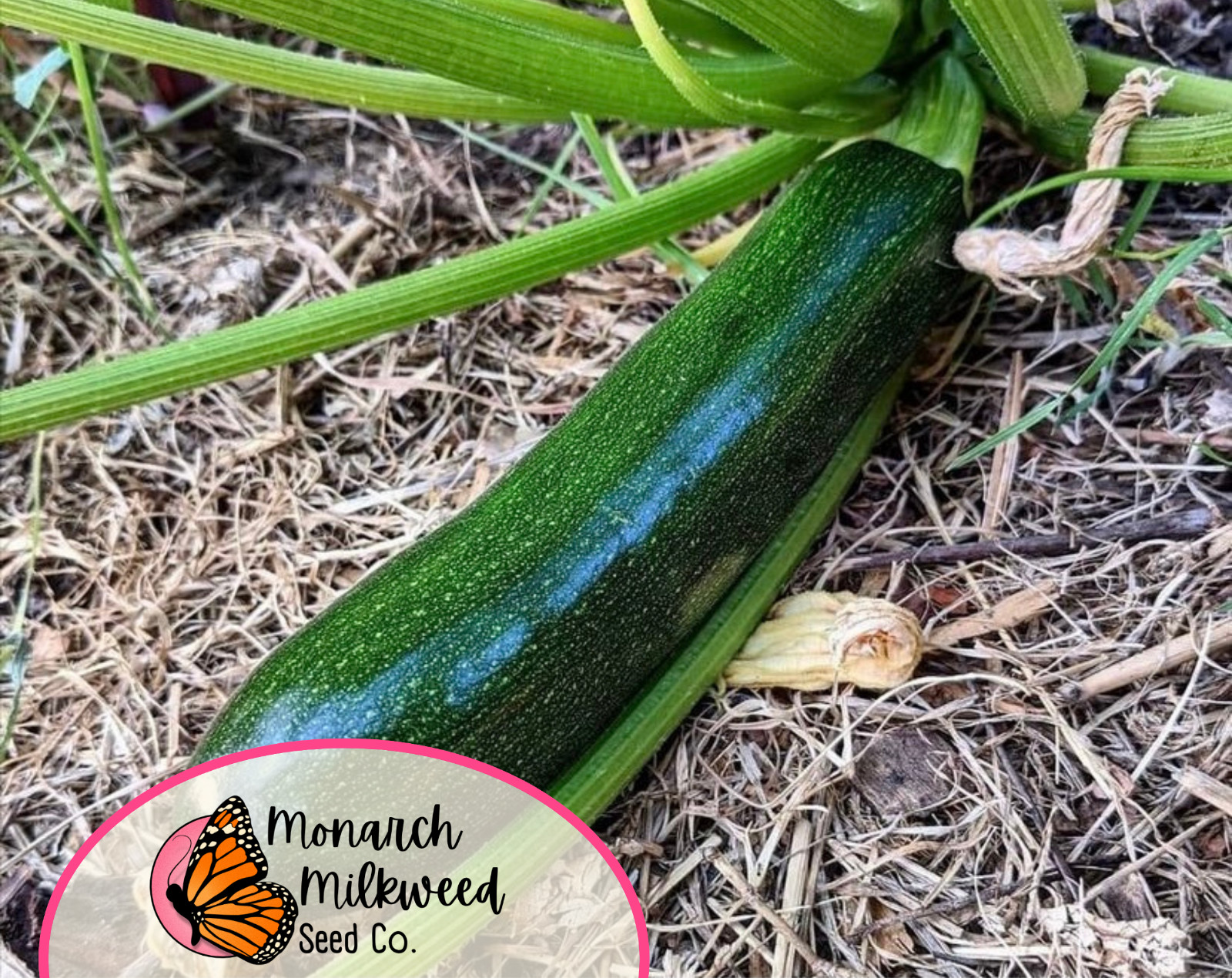 45+ Zucchini Seeds ‘Black Beauty’ | Heirloom, Non-GMO, Vegetable Gardening Seed