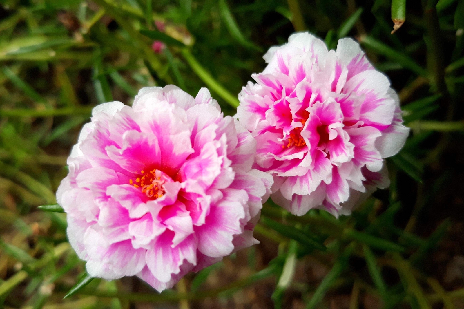 100 Mixed Colors PORTULACA MOSS ROSE Flower Seeds