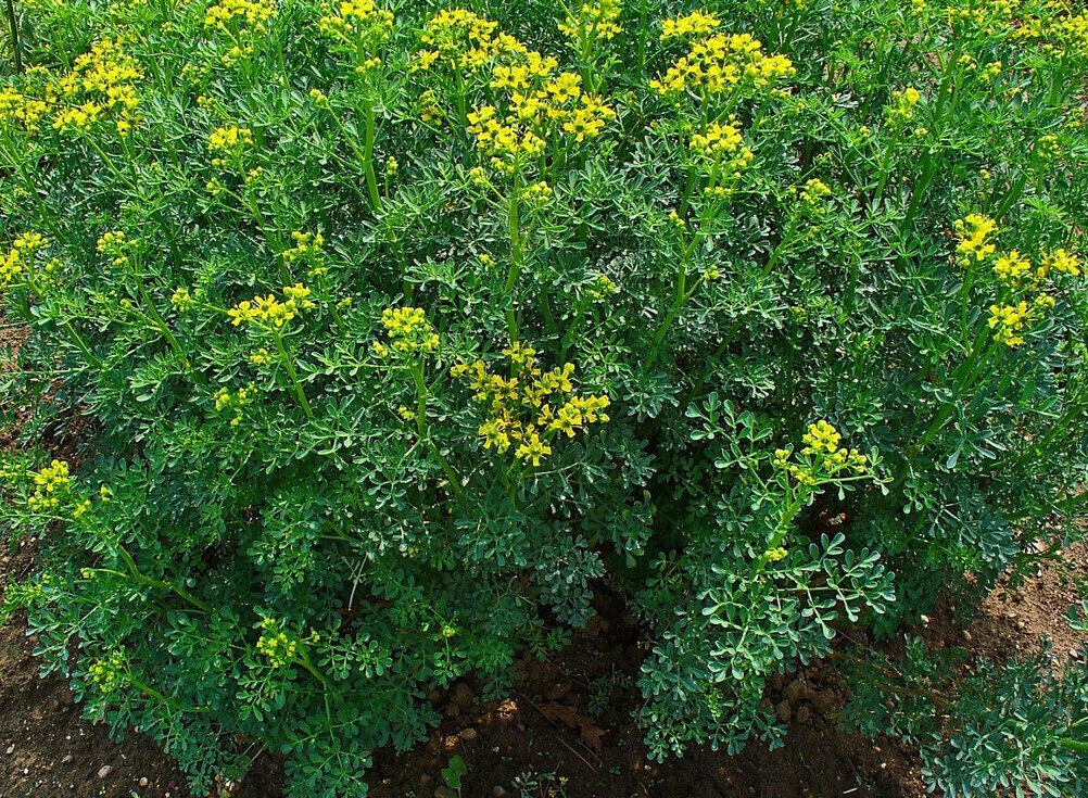 300+ Rue Seeds – Common Herb — Insect Repellent — Heirloom – Organic – NON GMO