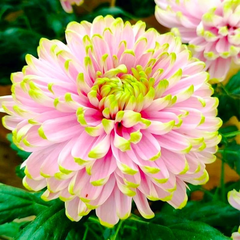 100+ Giant Dahlia Dinner Plate Flower Seeds – Exotic Dahlia for Planting Dahlia