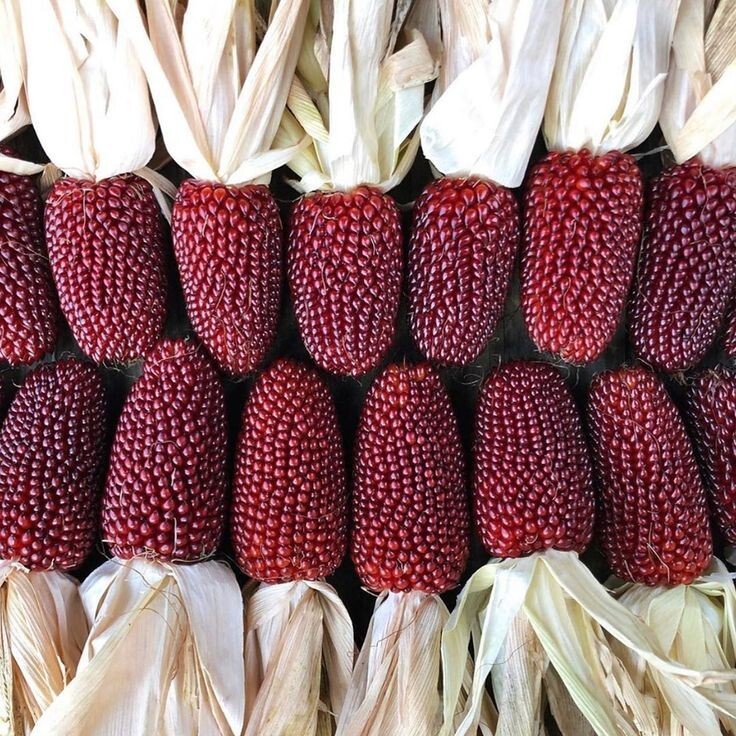 STRAWBERRY Pop CORN SEEDS, 50 Seeds, Heirloom, Organic, Popping Corn, Fall Decor