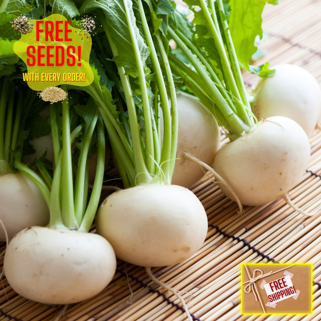 Fresh White Turnip Seeds | Tennouji Kabura| Heirloom Non-GMO | Asian Vegetable