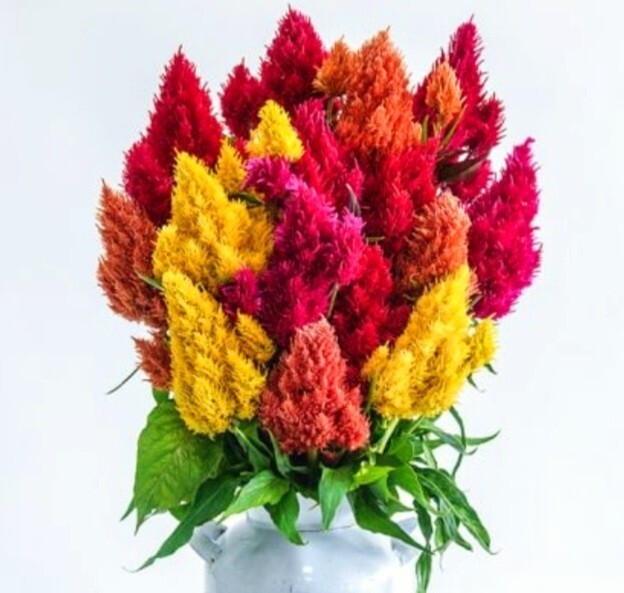 550 Pampas Plume Celosia Seeds Mix of 8 Varieties Pure heirloom seeds Cockscomb
