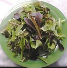 Lettuce Mesclun Mix 1,000 seeds