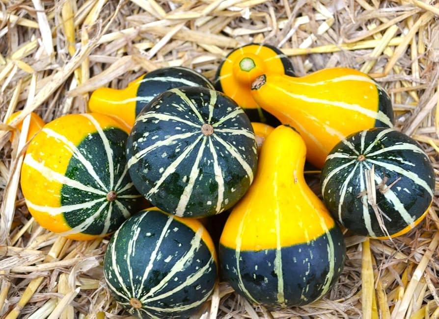 Bi-Color Pear Gourd Seeds (15) / VINING / HEAT TOLERANT / SUPER RARE / EASY