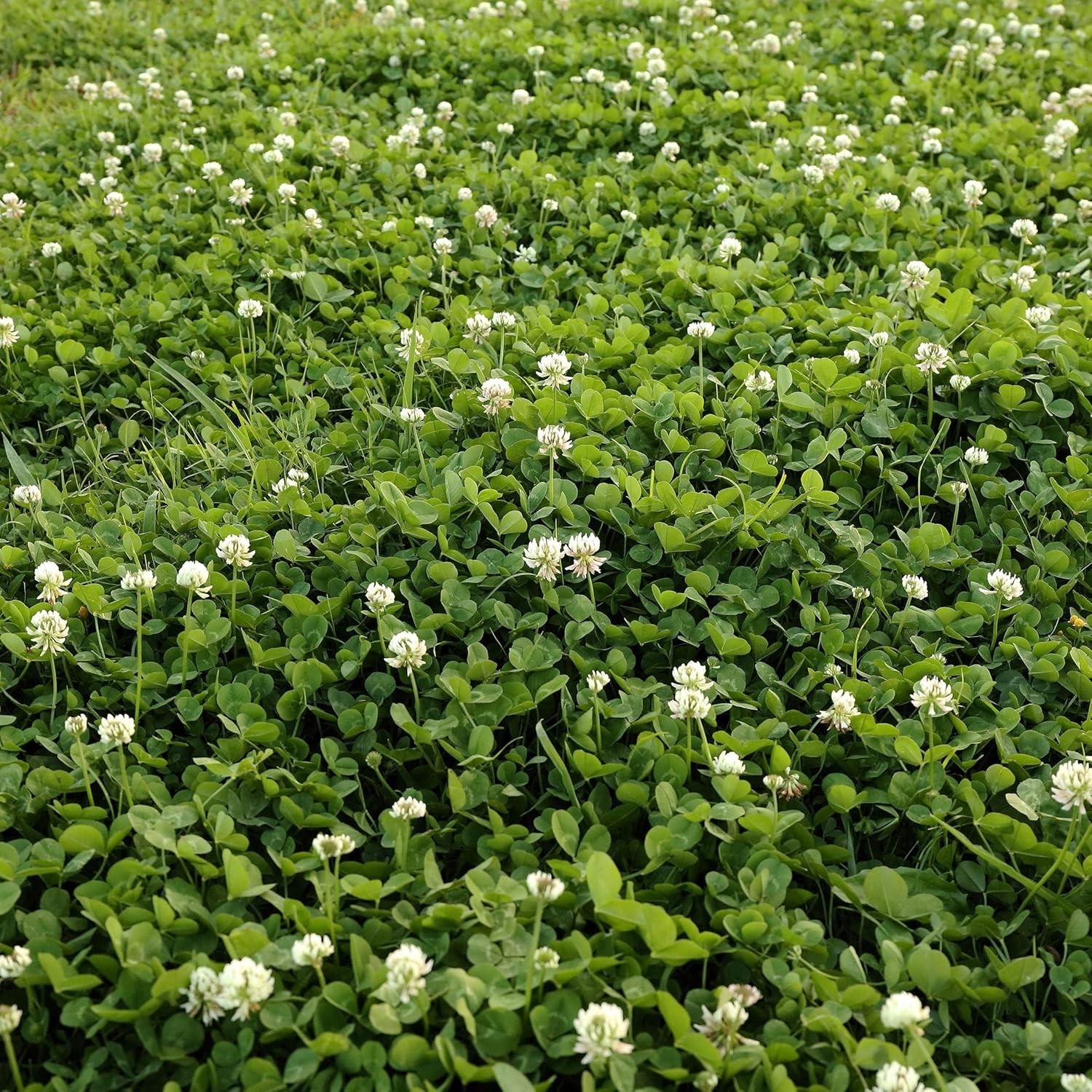 2 lbs. White Dutch Clover Seeds – Sustainable Ground Cover for USDA Zones 3-10