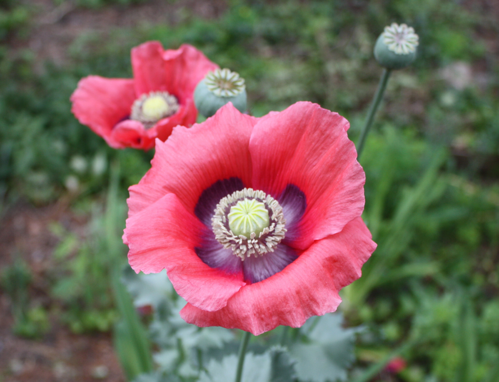 1,500 Pepperbox Poppy Seeds – P. Somniferum Gigantic Pink&Purple Heirloom Blooms