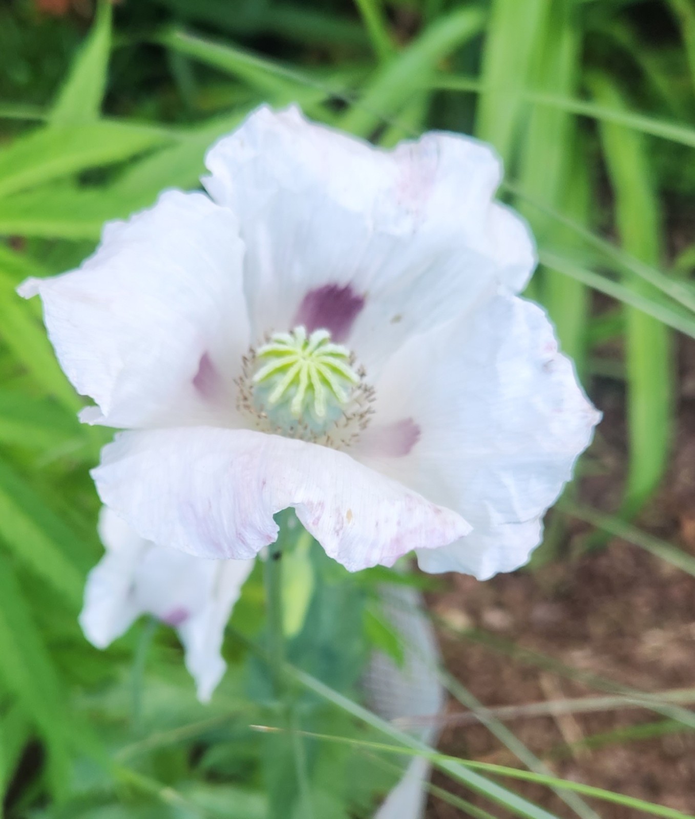 Shan State Landrace Poppie Seeds. Rare!!!!