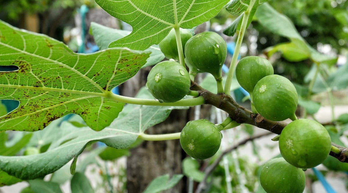 100+ Sierra Fig Seeds for Garden Planting – USA – FREE SHIPPING!