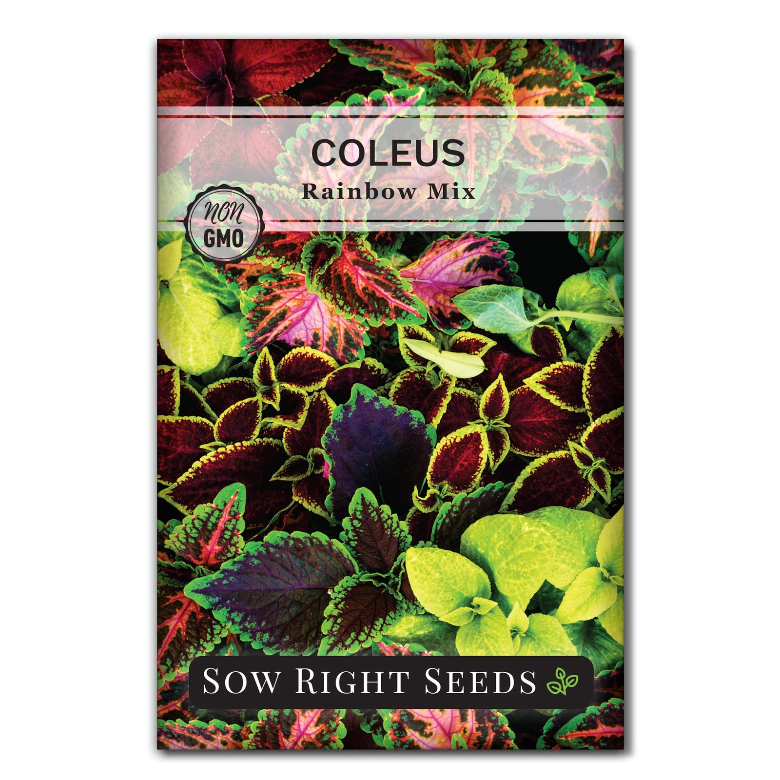 Sow Right Seeds – Rainbow Coleus for Planting 1 Standard Packet, mix