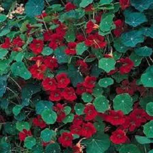 30+ Mahogany Nasturtium Flower Seeds / Long Blooming Reseeding Annual