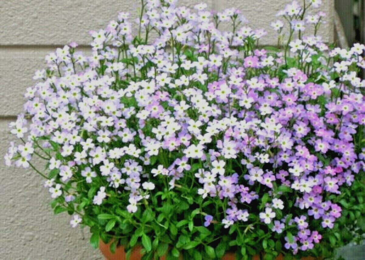 1000+VIRGINIA STOCK Flower Seeds Flowering Groundcover Borders Container Easy