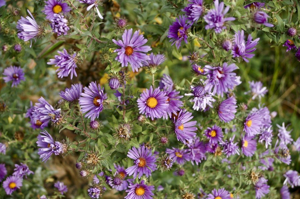 100 New England Aster seeds / Symphyotrichum novae-angliae