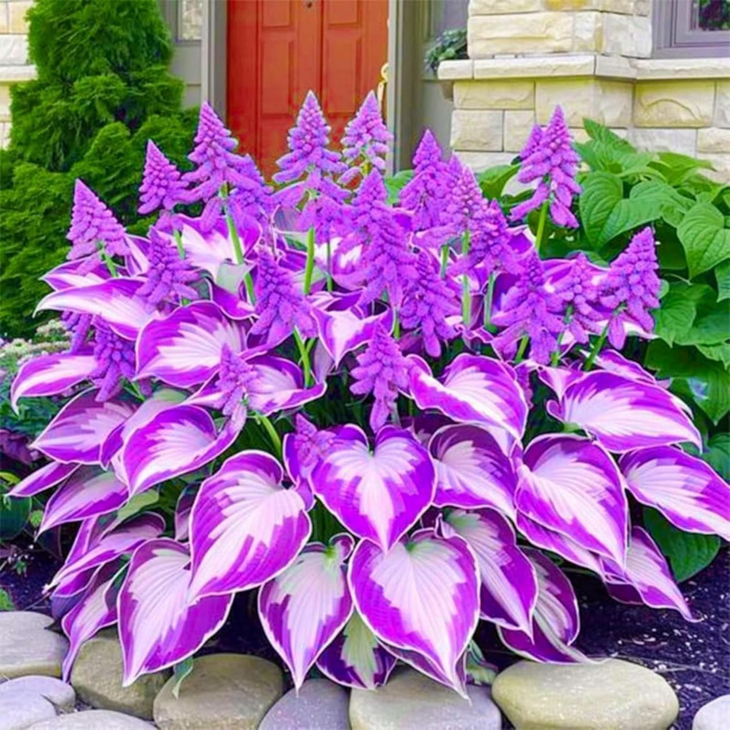 400+ Perennial Rare Hosta Seeds Heart-Shaped Hosta Bare Roots – Rich Foliage,…