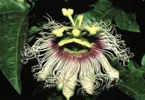 Passiflora edulis Long Gold Big Friuit 10 Seeds